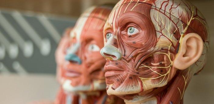 models of human heads with no skin and the biological parts numbered